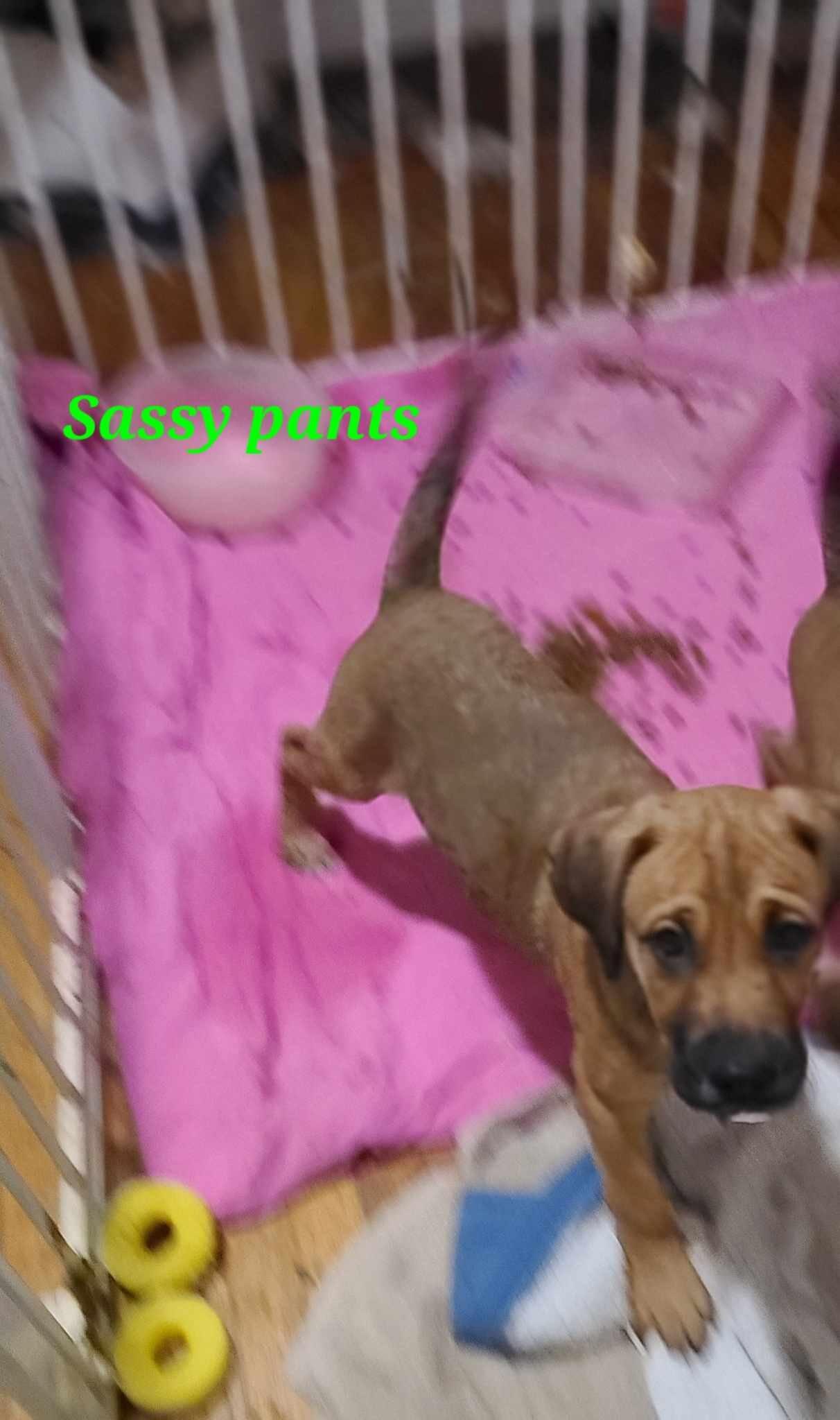 500 Rehoming Fee - 1vayiib