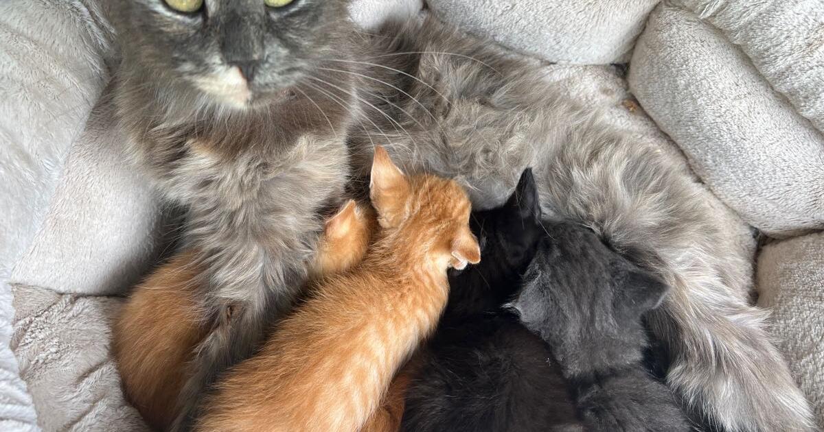 Kittens🐱💕 for Free in Modesto, CA For Sale & Free — Nextdoor