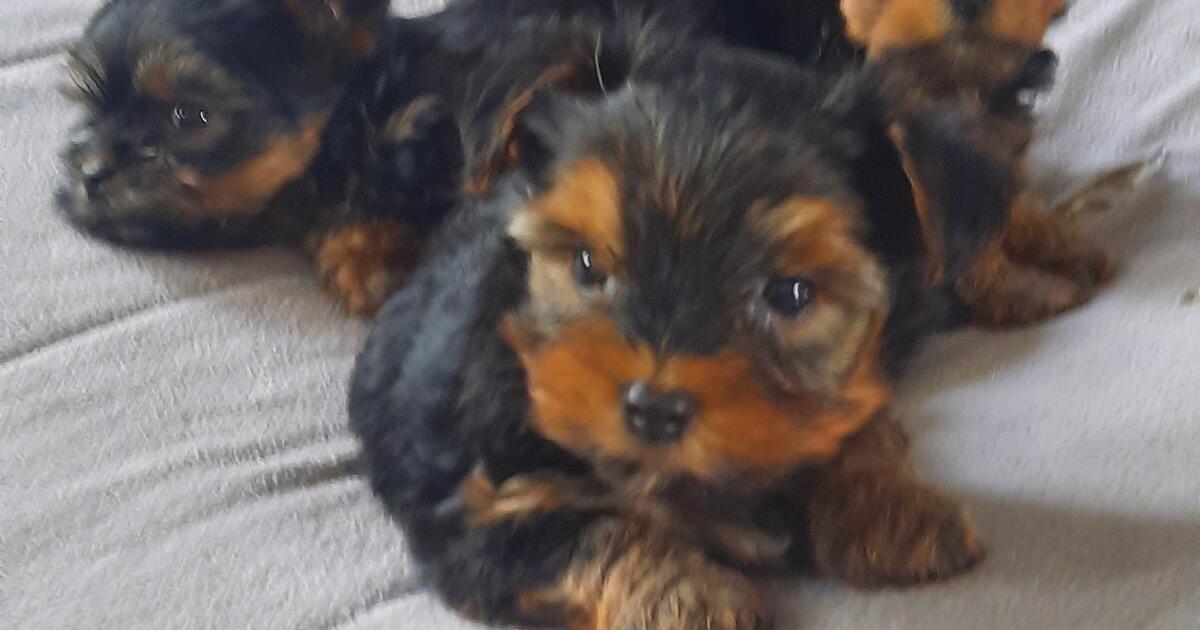 Yorkie puppies in Holly Ridge, NC | For Sale & Free — Nextdoor