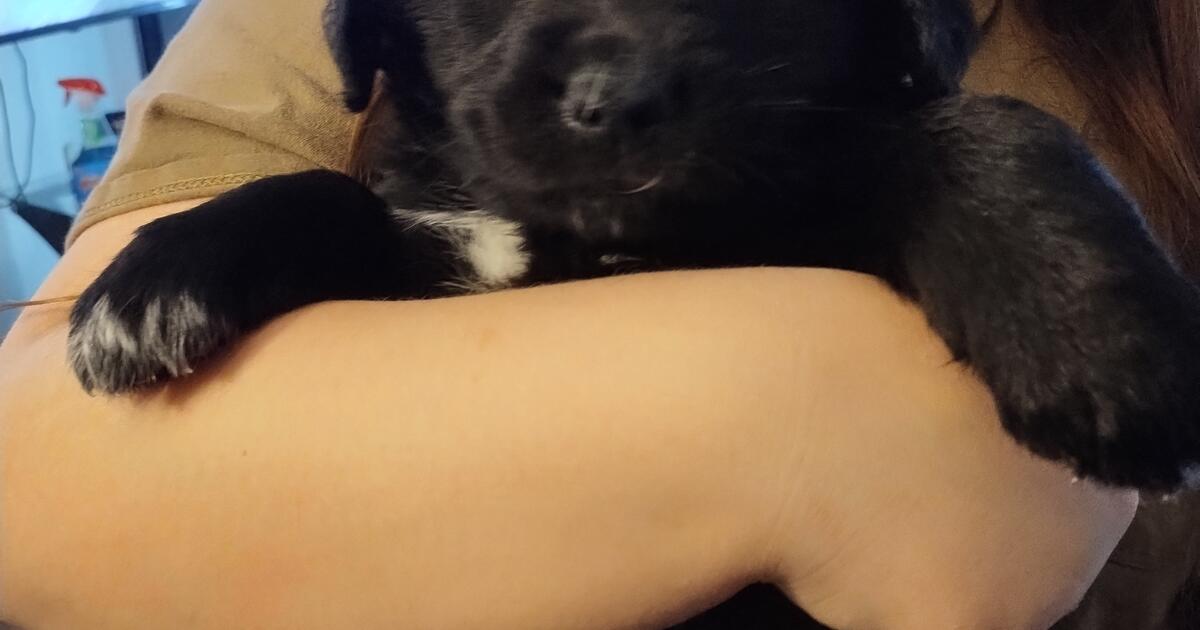 Free Puppies Spokane Wa