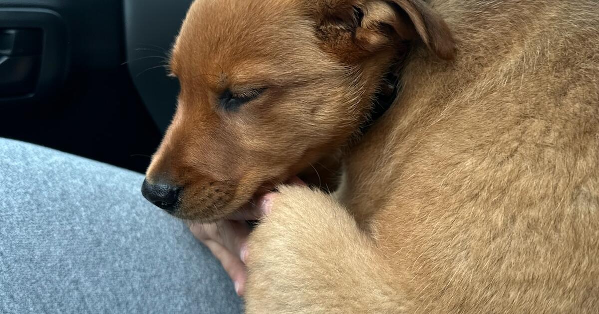 Rehome puppy for Free in Austin, TX For Sale & Free — Nextdoor