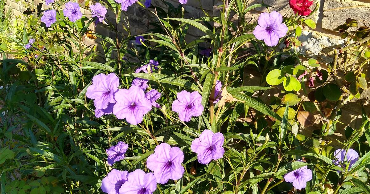 Tall Mexican Petunias. Attract Butterflies and Hummingbirds! for 4 in