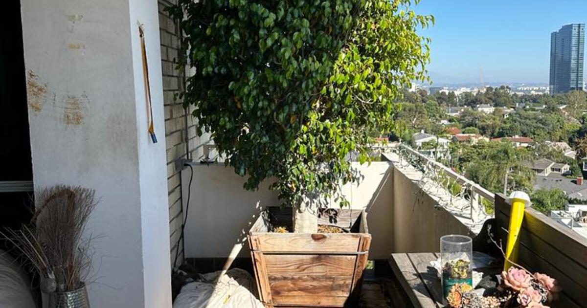 Ficus tree in need of TLC - FREE for Free in Los Angeles, CA | For Sale ...