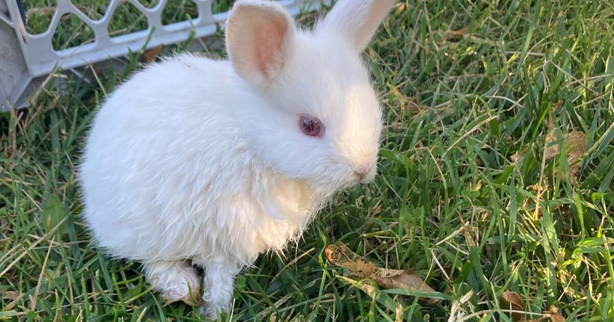Little Easter Bunnies 🐰 for Free in San Diego, CA Finds — Nextdoor