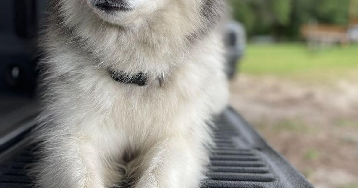 Husky named Kona for Free in Jacksonville, FL For Sale & Free — Nextdoor