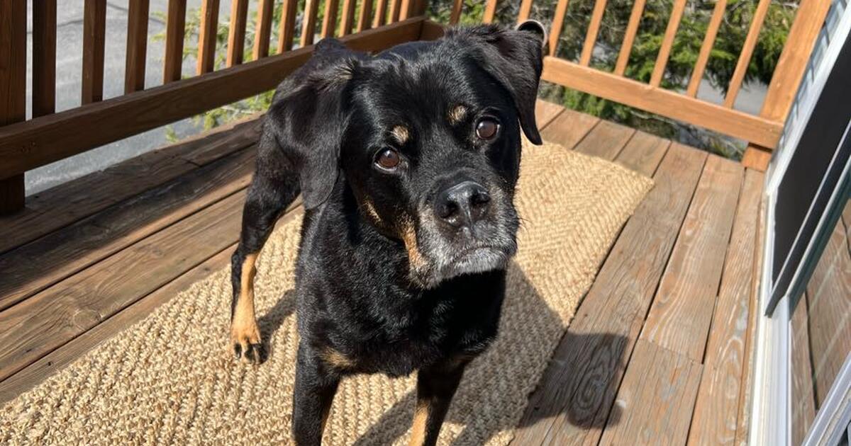 Puppies in Canonsburg, PA For Sale & Free — Nextdoor