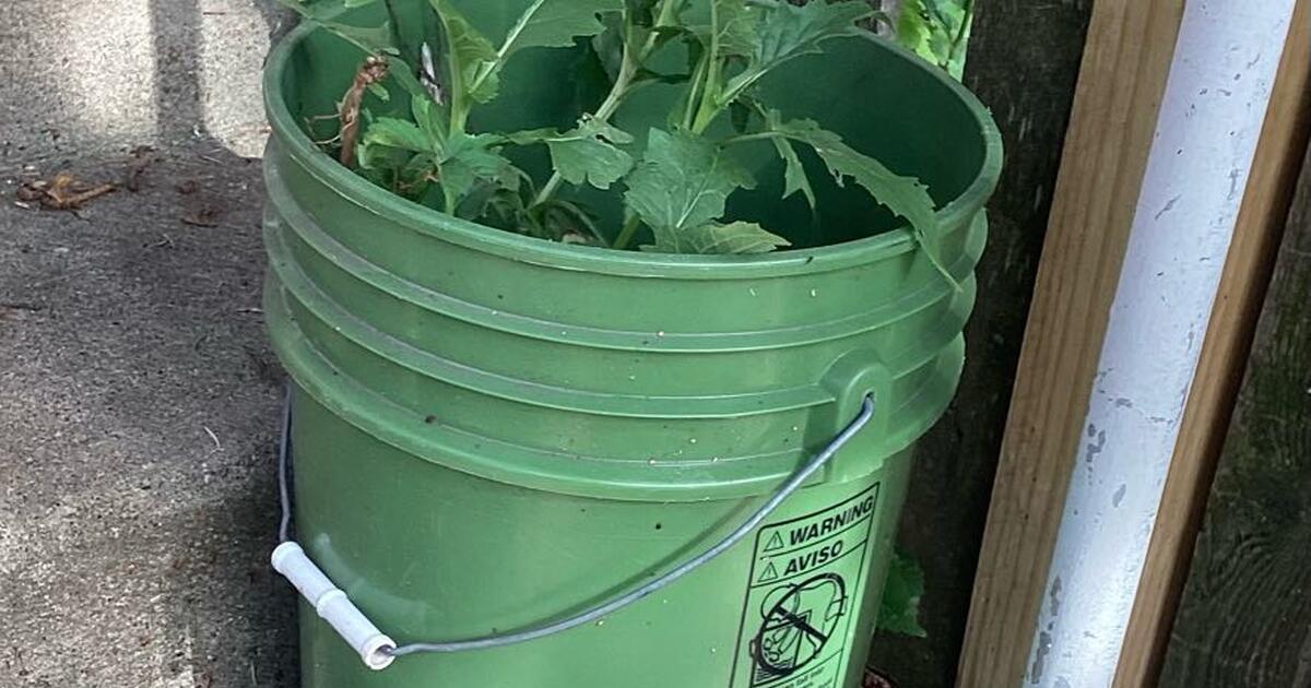 Free Cup Plant And Castor Beans For Free In Minneapolis MN For Sale Free cup plant and castor beans for free in minneapolis mn for sale