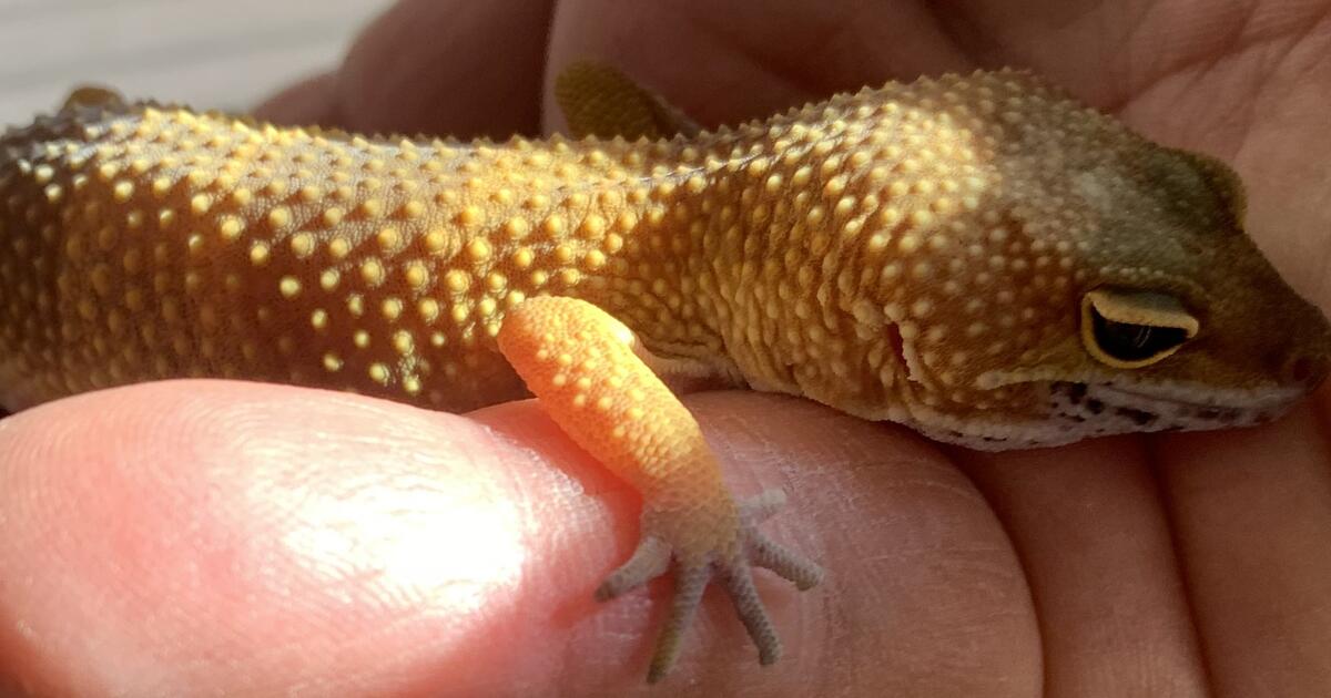 Leopard Gecko and Accessories 60 for 60 in Las Vegas, NV For Sale