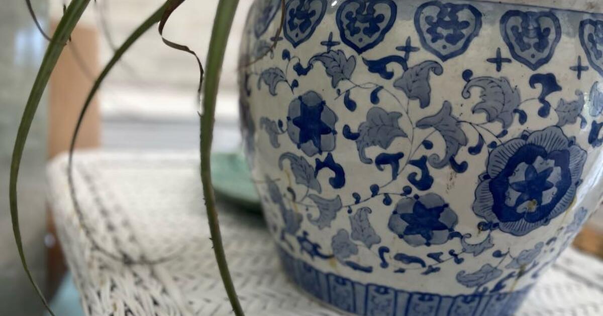 Large blue white ceramic pot with huge air plant! for 49 in Sarasota