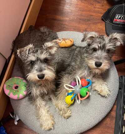 Brookehaven 2024 miniature schnauzers