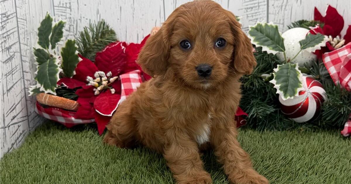 Cavapoo pup Female 11 weeks for $200 in Rochester, NY | For Sale & Free ...