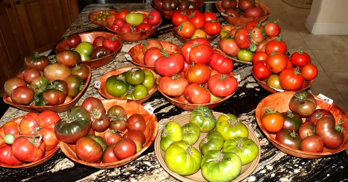 Tomatoes, heirlooms! Garden fresh and organic from my garden here in