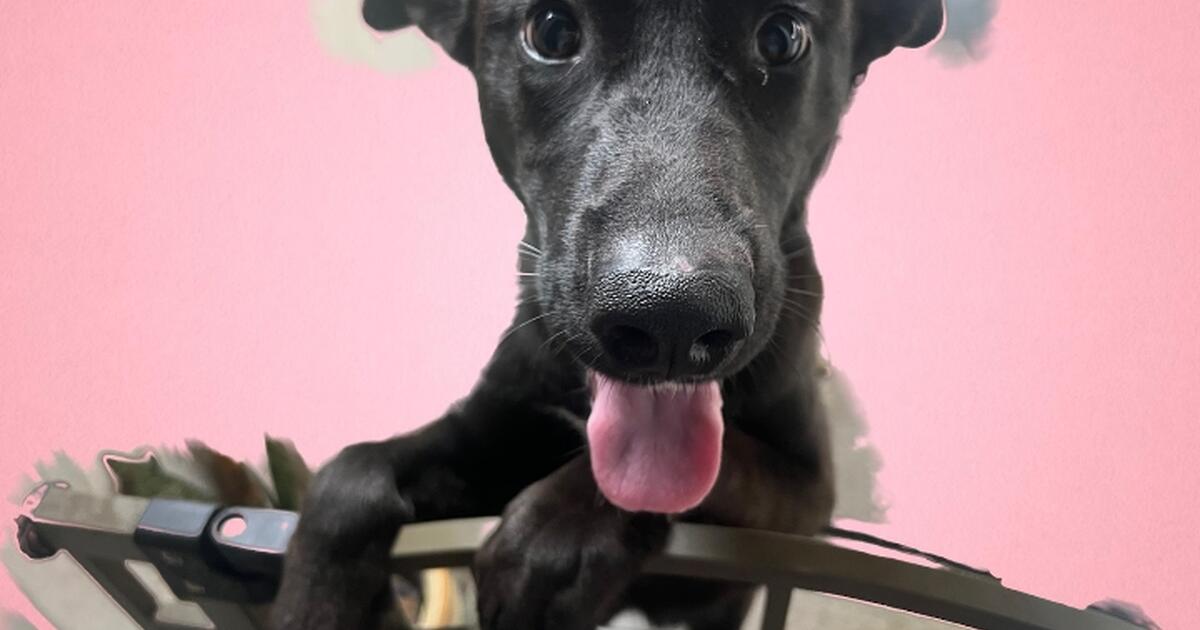 Bella is a 6 month old lab mix for free in la puente ca for sale