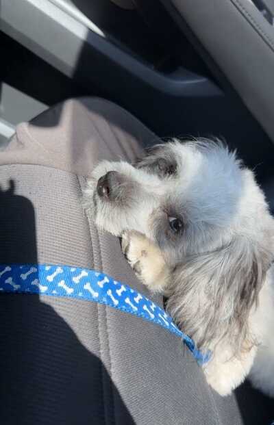 Shadow hills pet deals clinic