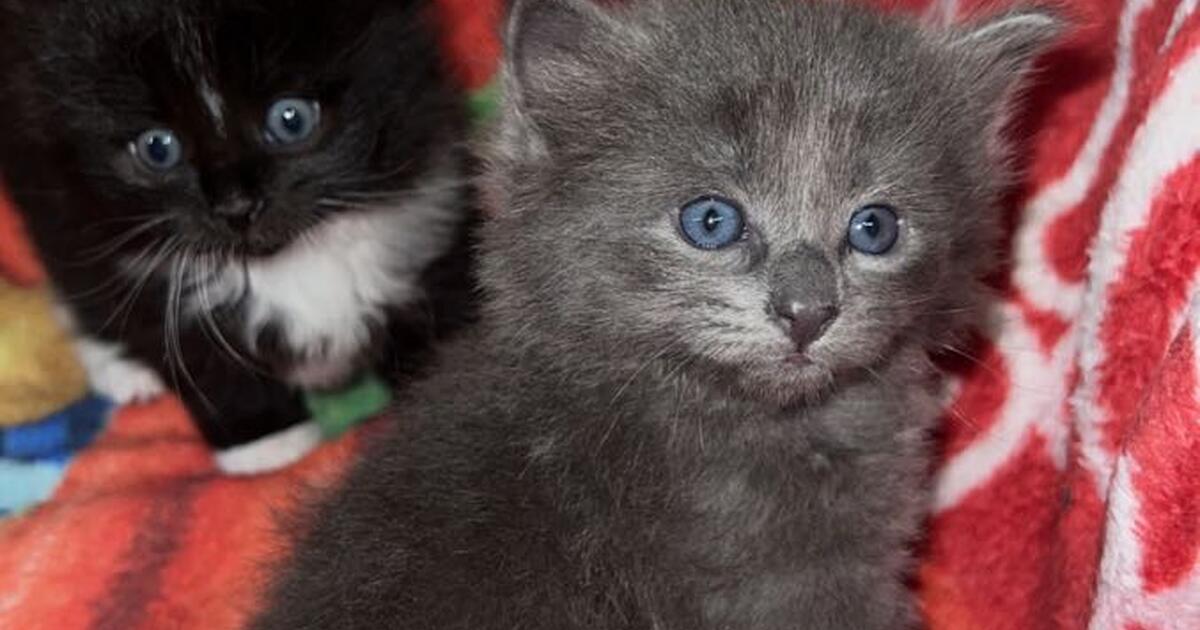 Kittens in Kenosha, WI Finds — Nextdoor