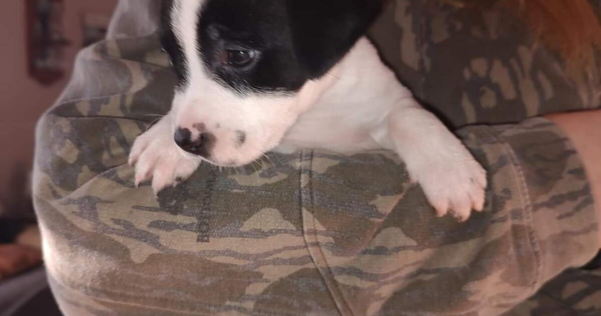 Puppies Need A Good Home for Free in Reidsville, NC | For Sale & Free ...