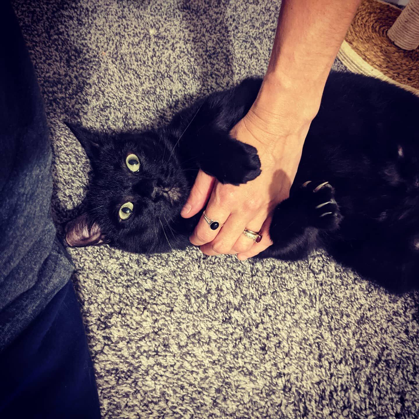 Looking to rehome my cat for Free in Cincinnati, OH For Sale & Free — Nextdoor