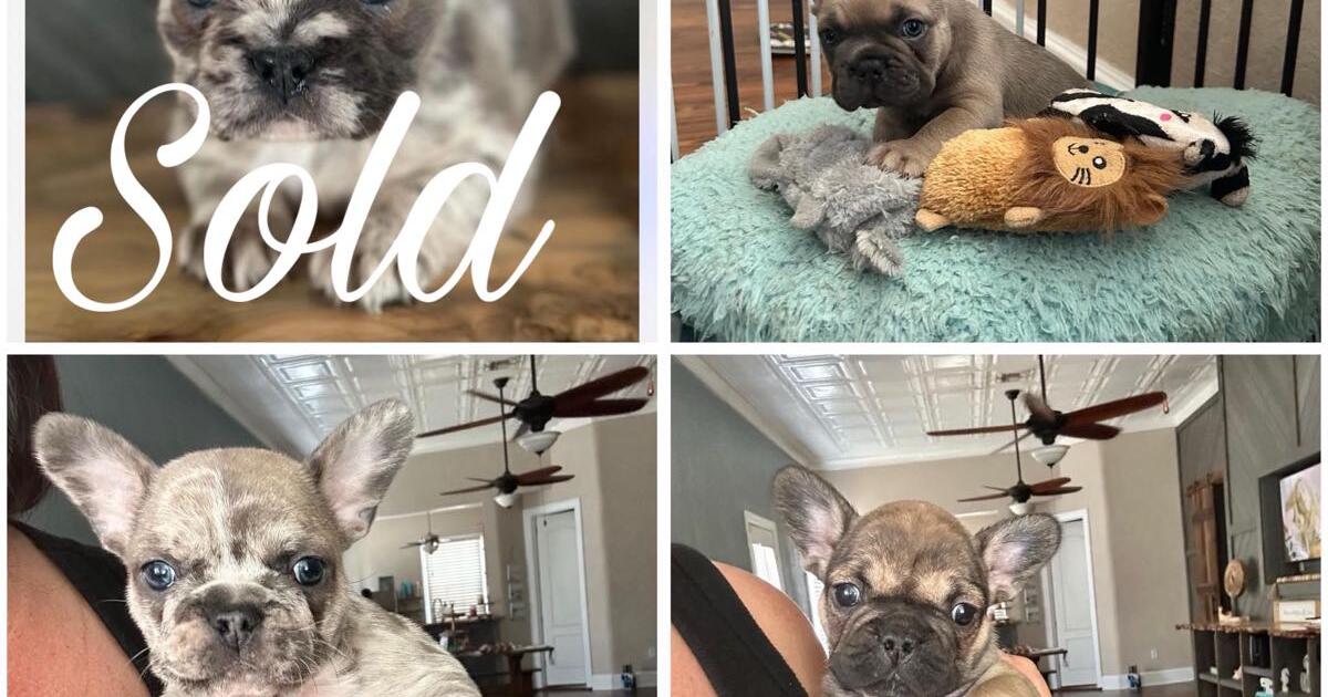 Frenchie puppies in Auburndale, FL For Sale & Free — Nextdoor