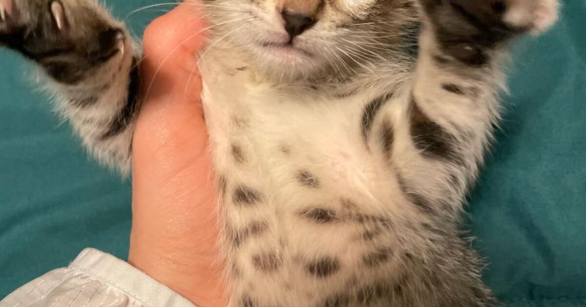 Free kittens for free in fort worth tx for sale free nextdoor