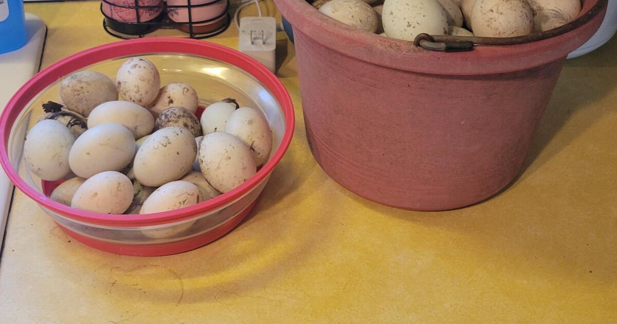 Fresh Duck Eggs For 6 In Garner NC Finds Nextdoor   846b01b4794bc3eb202d060676e06b8a .crop1200x630 