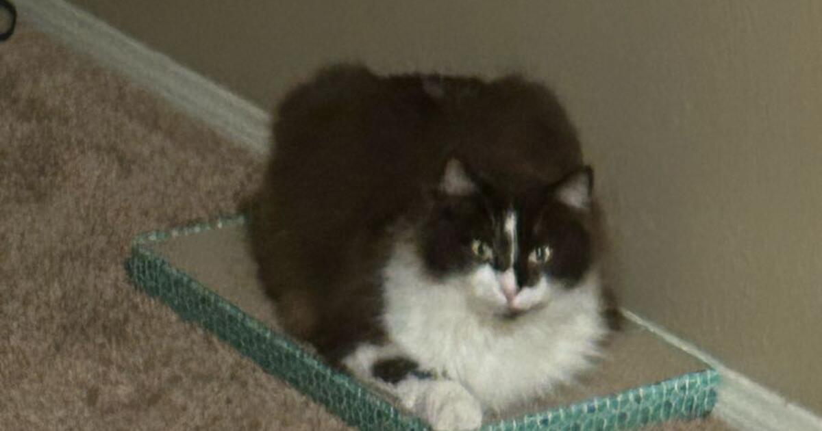 looking-for-someone-to-adopt-my-cat-for-free-in-valencia-ca-for-sale