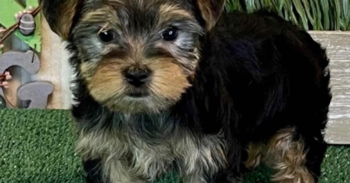 Puppy for Free in The Villages, FL Finds — Nextdoor