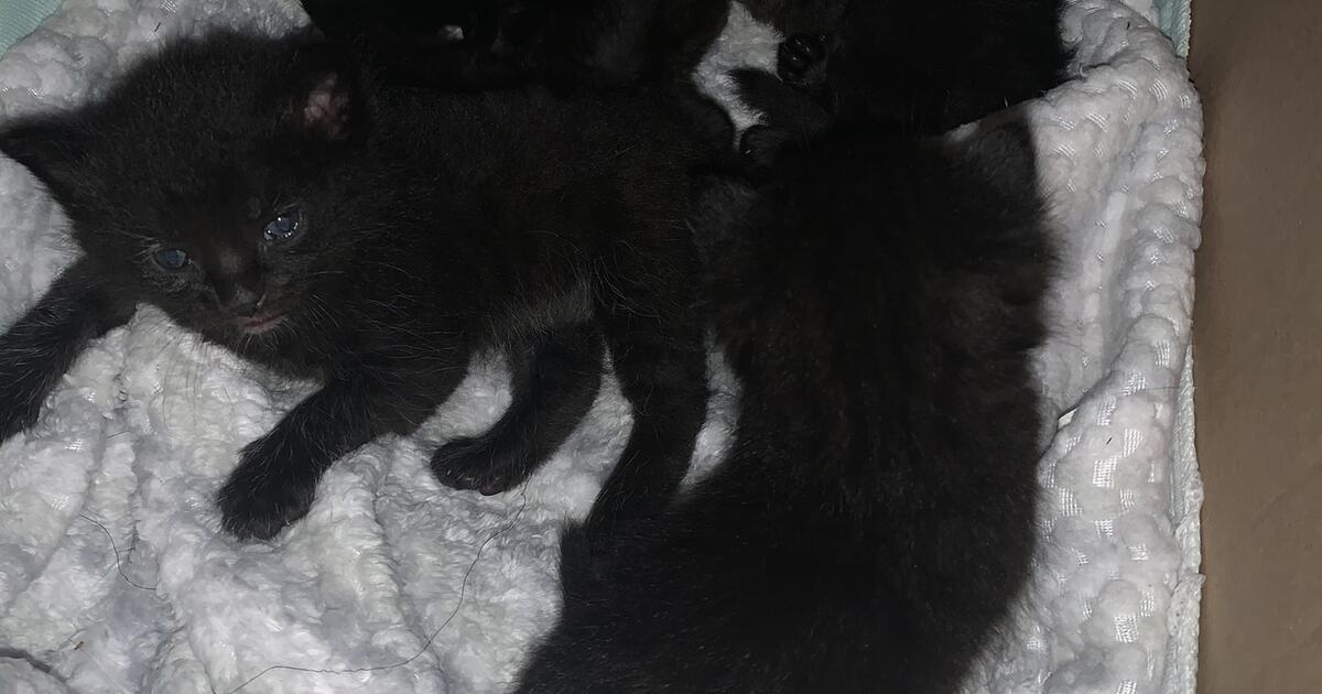 baby kittens for Free in Erie, PA For Sale & Free — Nextdoor