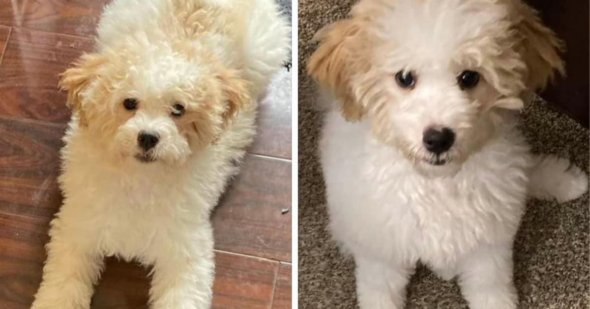 Puppy looking for forever home for Free in Oconomowoc, WI For Sale