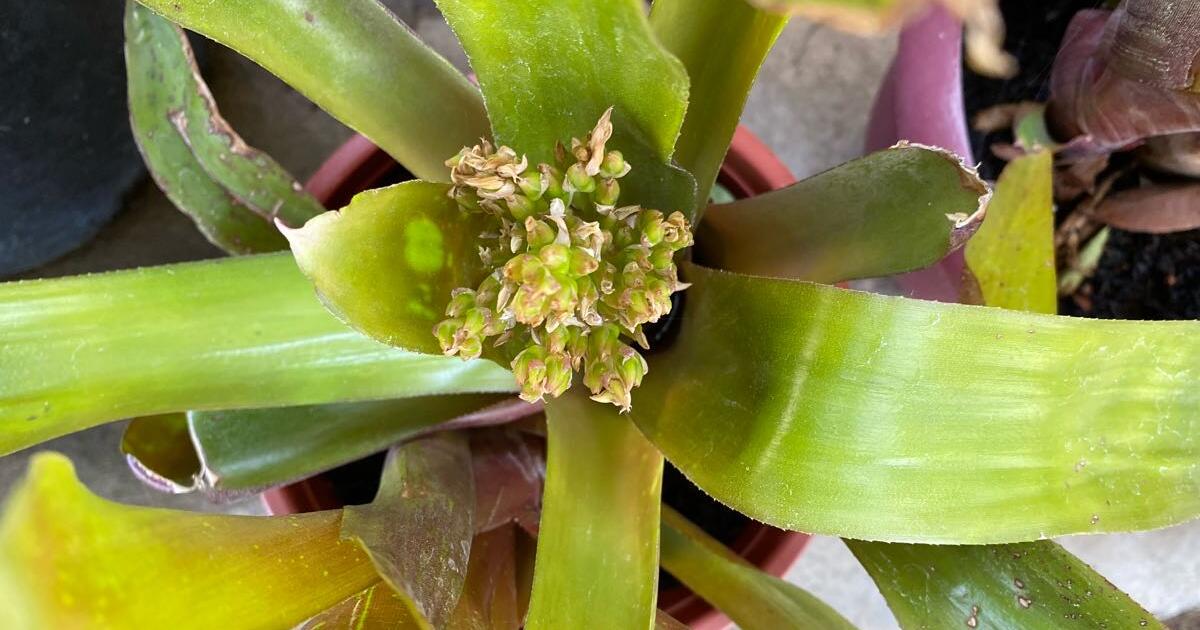 Bronze Bromeliads for 15 in Clovis, CA For Sale & Free — Nextdoor