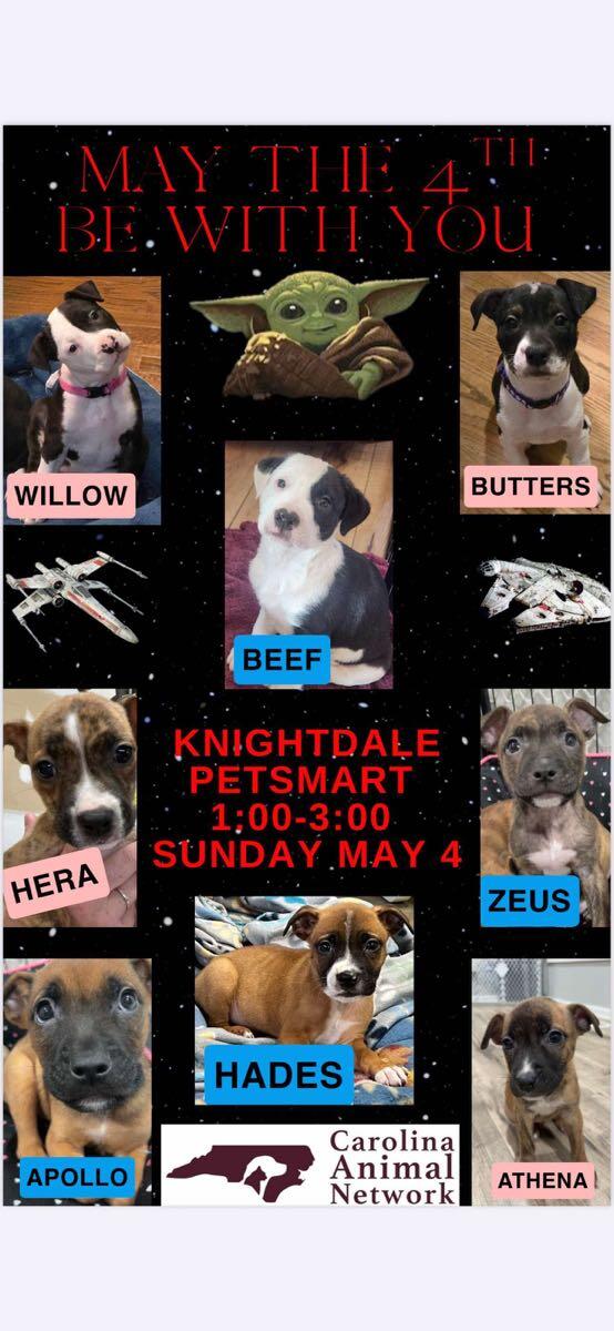 Puppy Adoption Event!!!