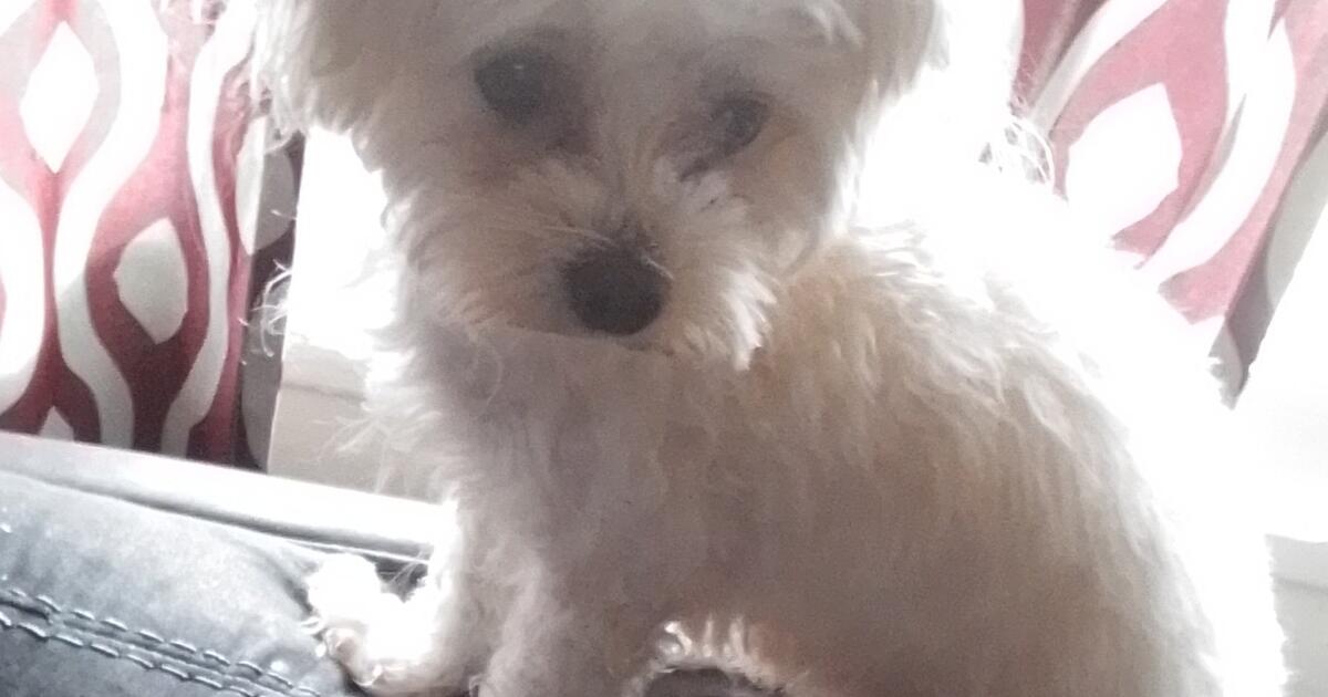 Maltipoo Dog for 50 in Sacramento, CA For Sale & Free — Nextdoor