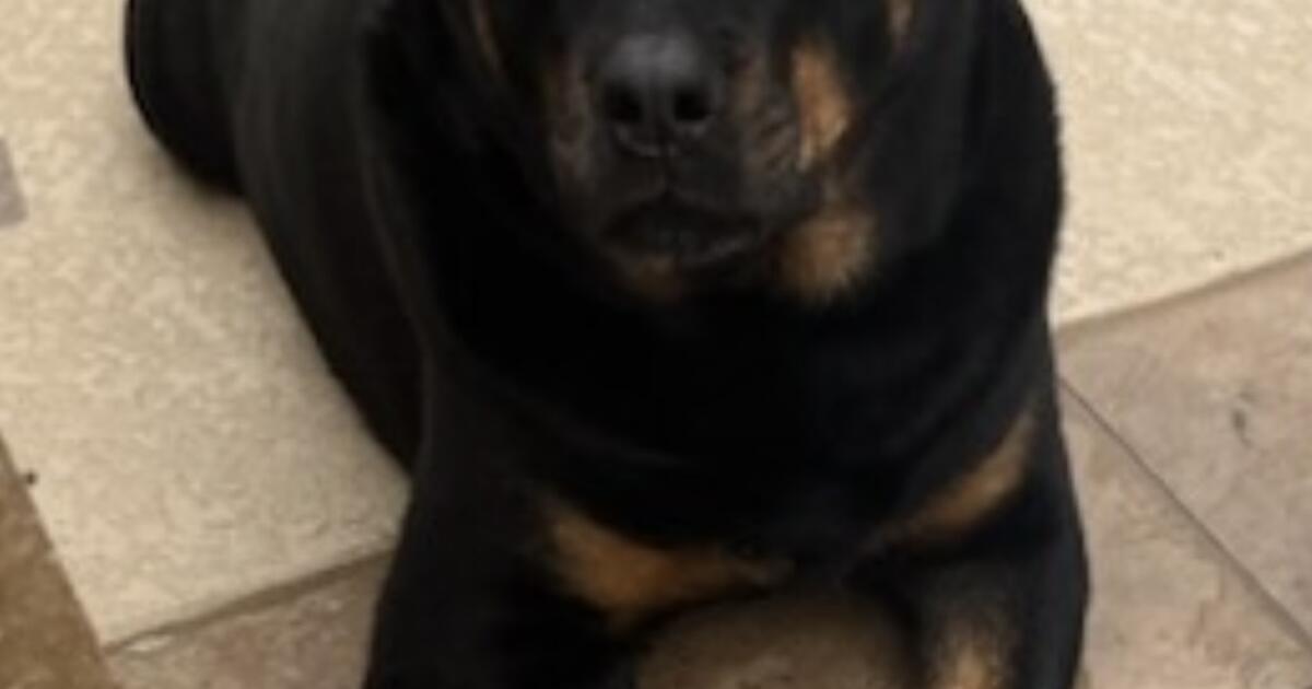 Baby Rottweilers For Free Moving, must rehome our Rottweiler for Free in Frisco, TX | For Sale ...