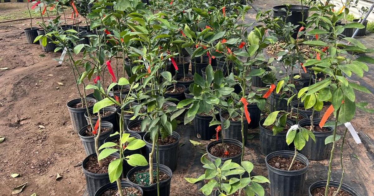 Citrus trees for only 20 for 20 in Spring Hill, FL For Sale & Free