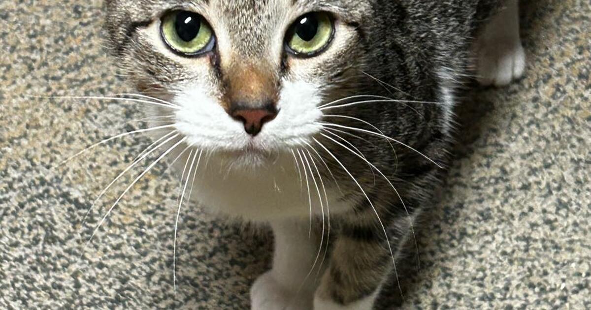 Looking for a nice new loving home for my cat for Free in Baton Rouge, LA For Sale & Free