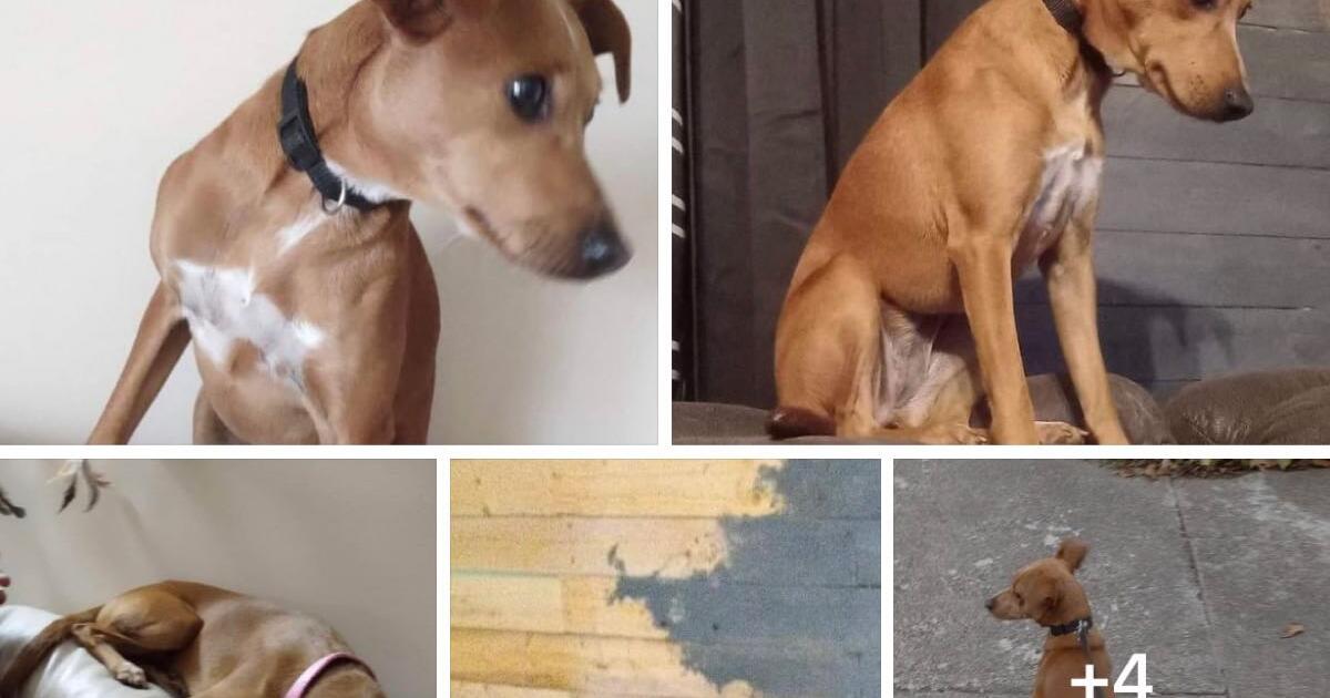 1 year old dog for Free in Nicholasville, KY For Sale & Free — Nextdoor