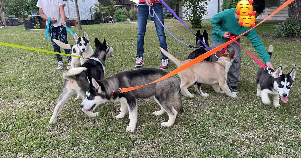 Rehoming puppies for Free in Grapevine, TX Finds — Nextdoor