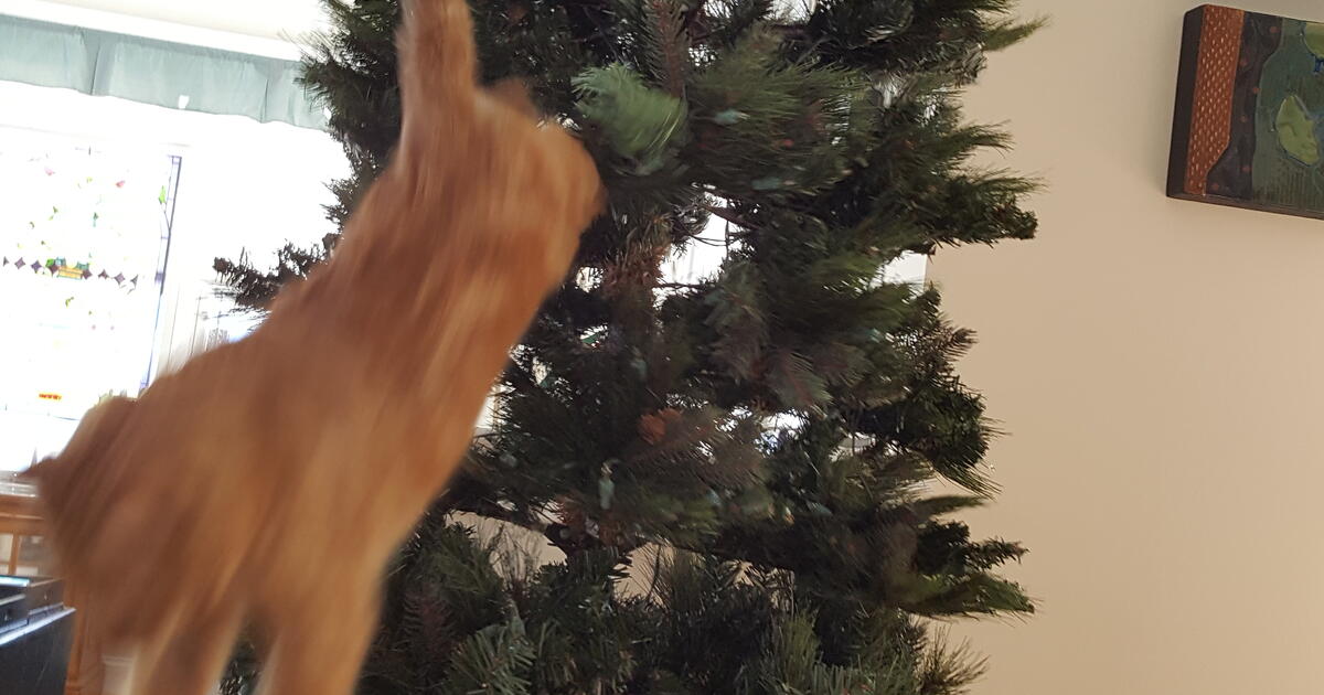 FREE 2 prelit Christmas trees, one 6" and one 8" Take one or both! for Free in Stratham, NH