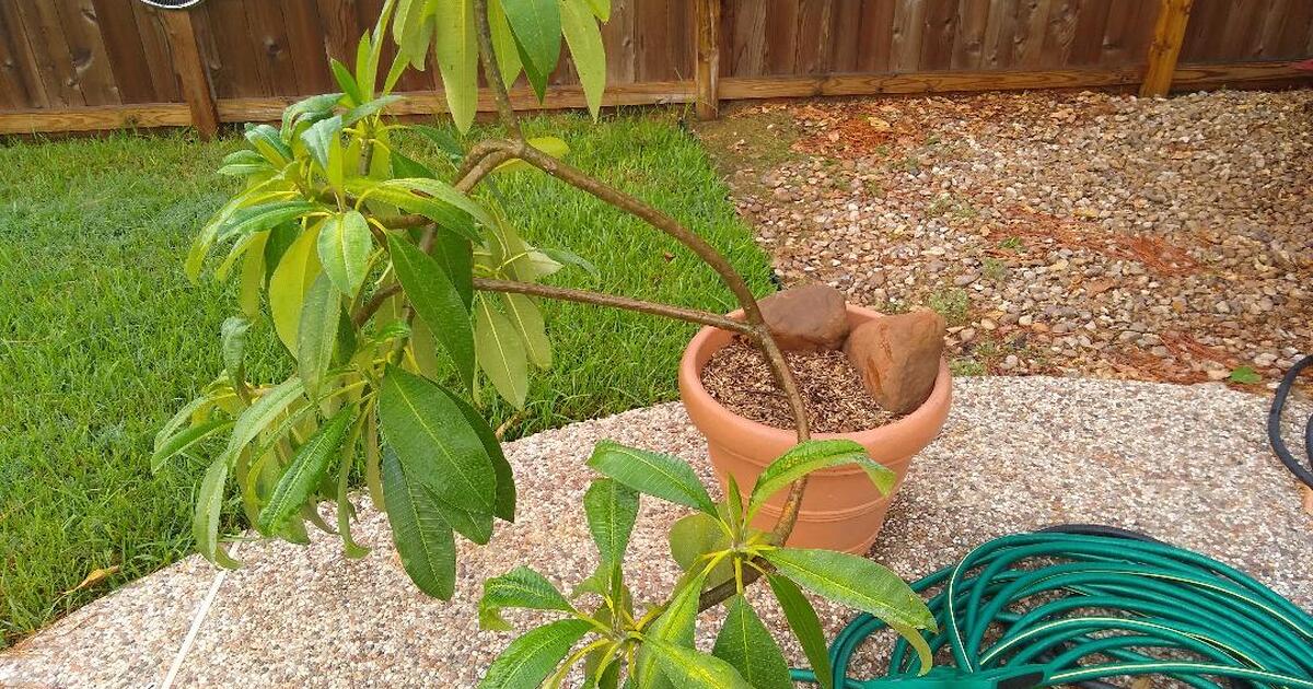 PLUMERIA TREE READY FOR DIVIDING for 75 in Houston, TX For Sale