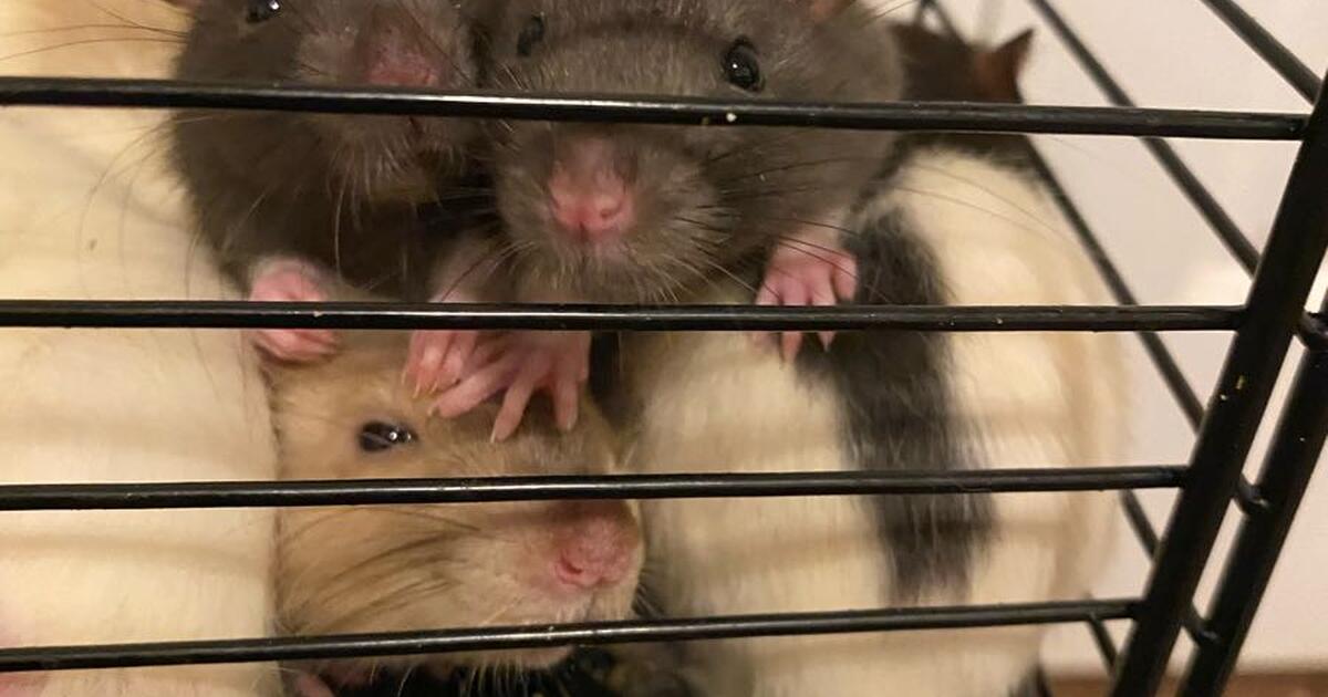 Free Pet Rats Free baby rats to good home for Free in Brandon, FL | For Sale & Free ...