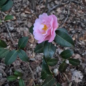 Pink Camellia Plant