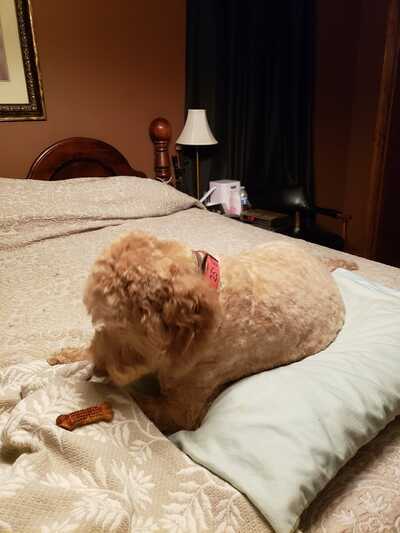 Bella and bows deals grooming