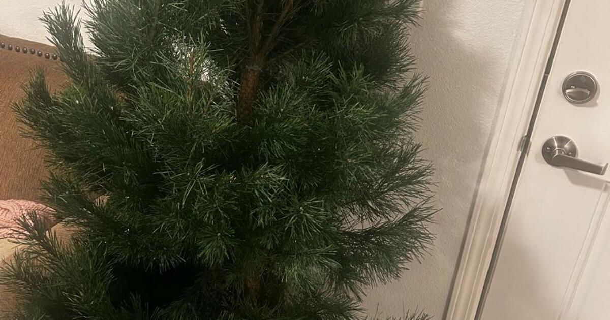 Free Real Christmas Tree! for Free in Topeka, KS For Sale & Free