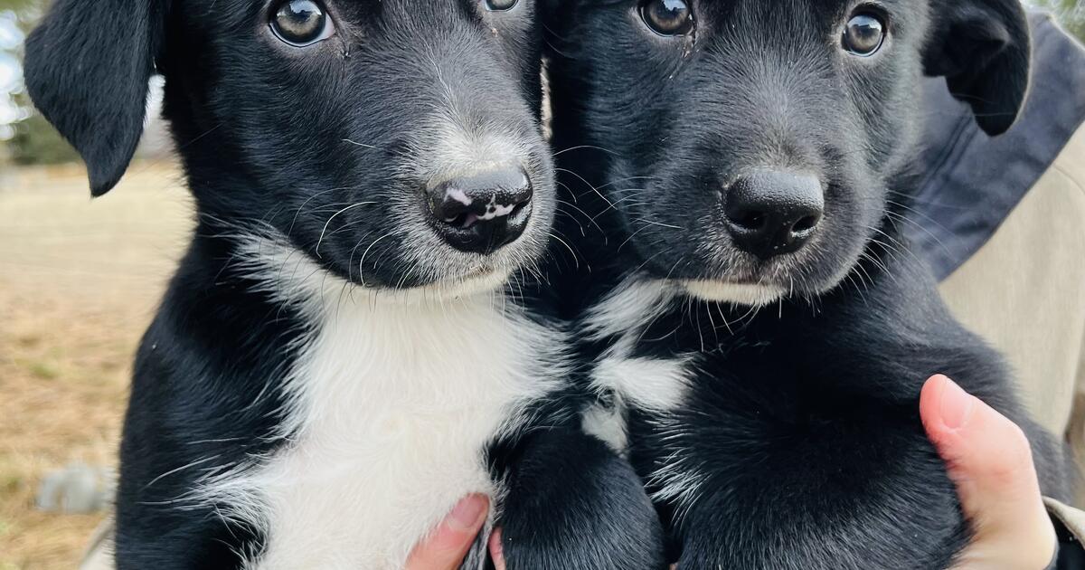 puppies for 400 in Bend, OR Finds — Nextdoor
