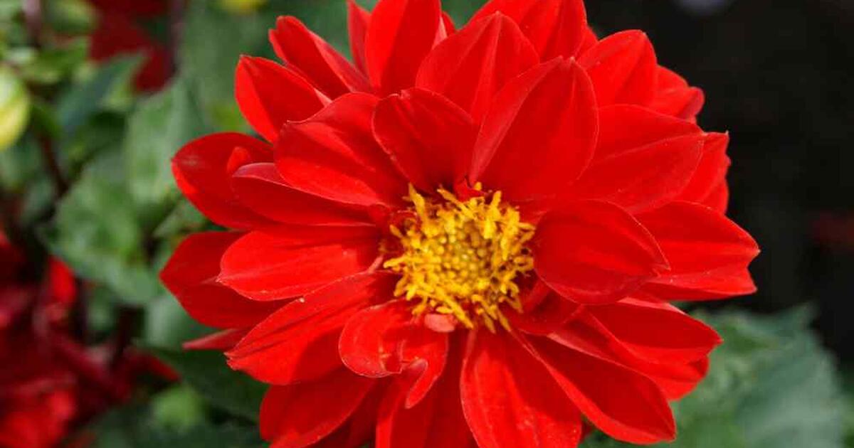 Well organized garage and plant sale for 1 in Ballston Spa, NY For