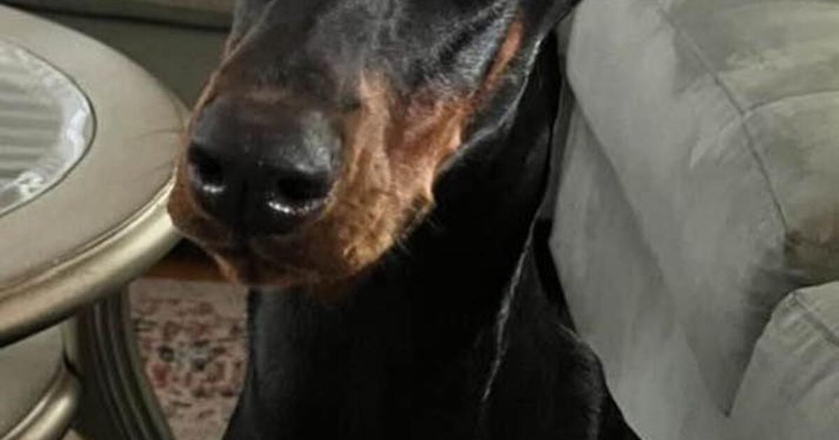 Female Doberman for Free in Houston, TX For Sale & Free — Nextdoor