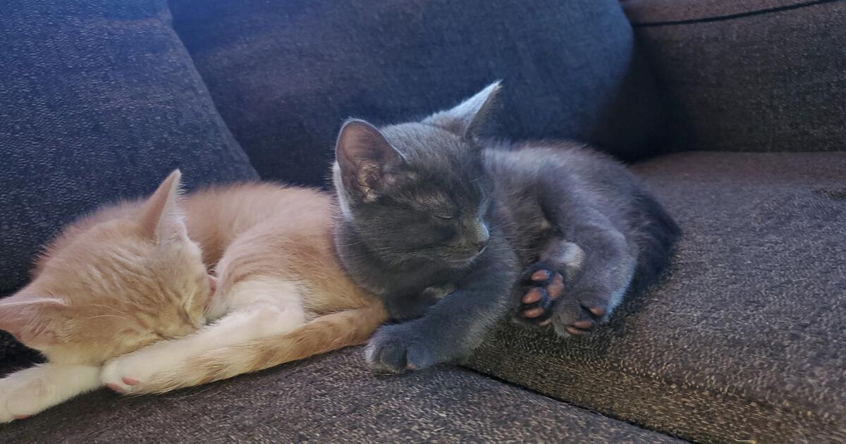 2 Kittens! for Free in Oregon City, OR For Sale & Free — Nextdoor