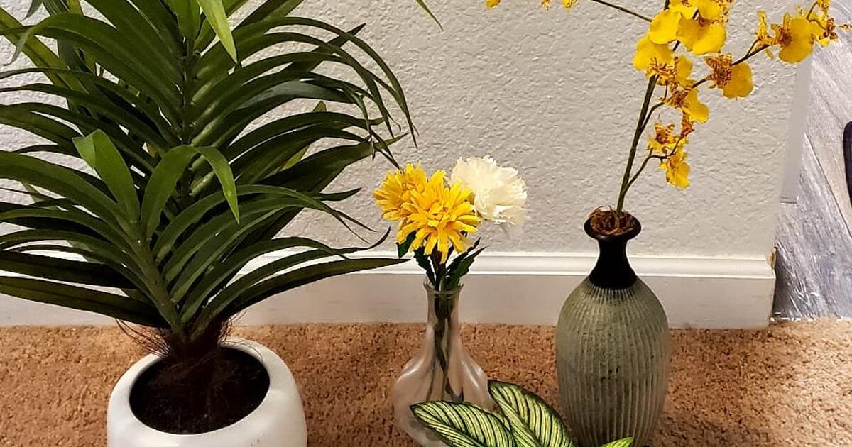 Plant sale for 30 in Kirkland, WA Finds — Nextdoor