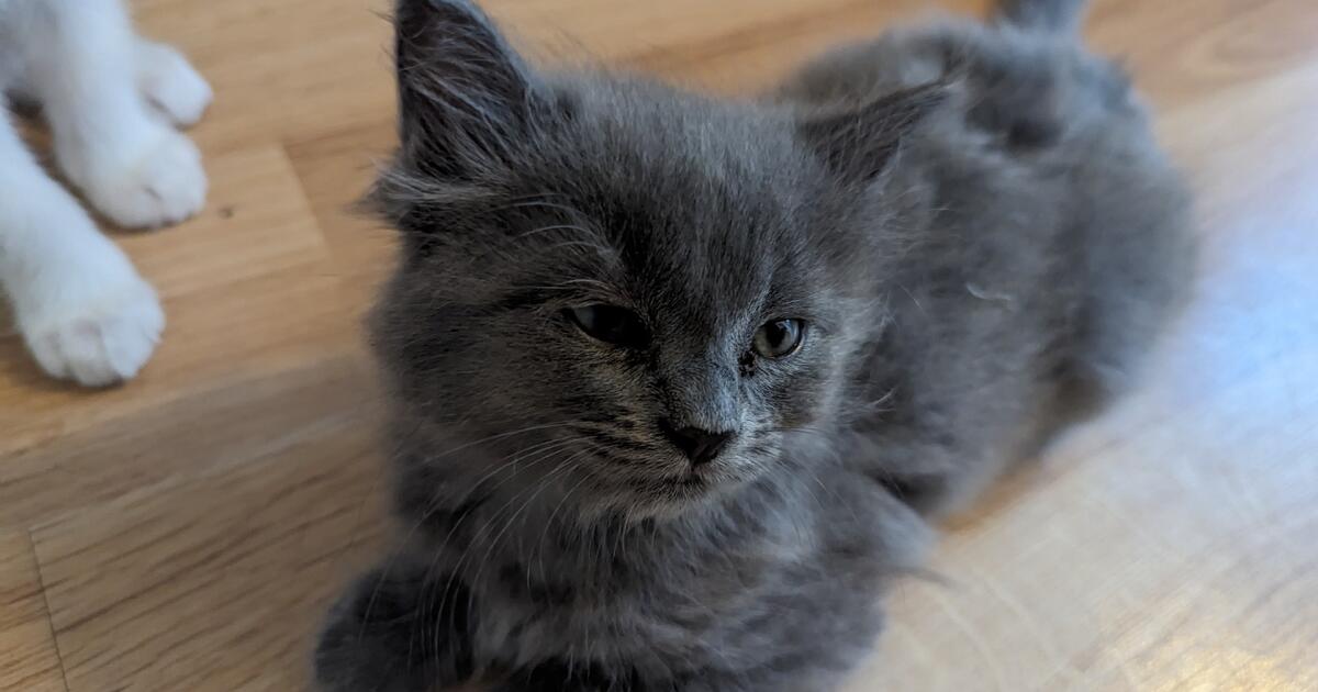 2 kittens for Free in Lancaster, CA For Sale & Free — Nextdoor