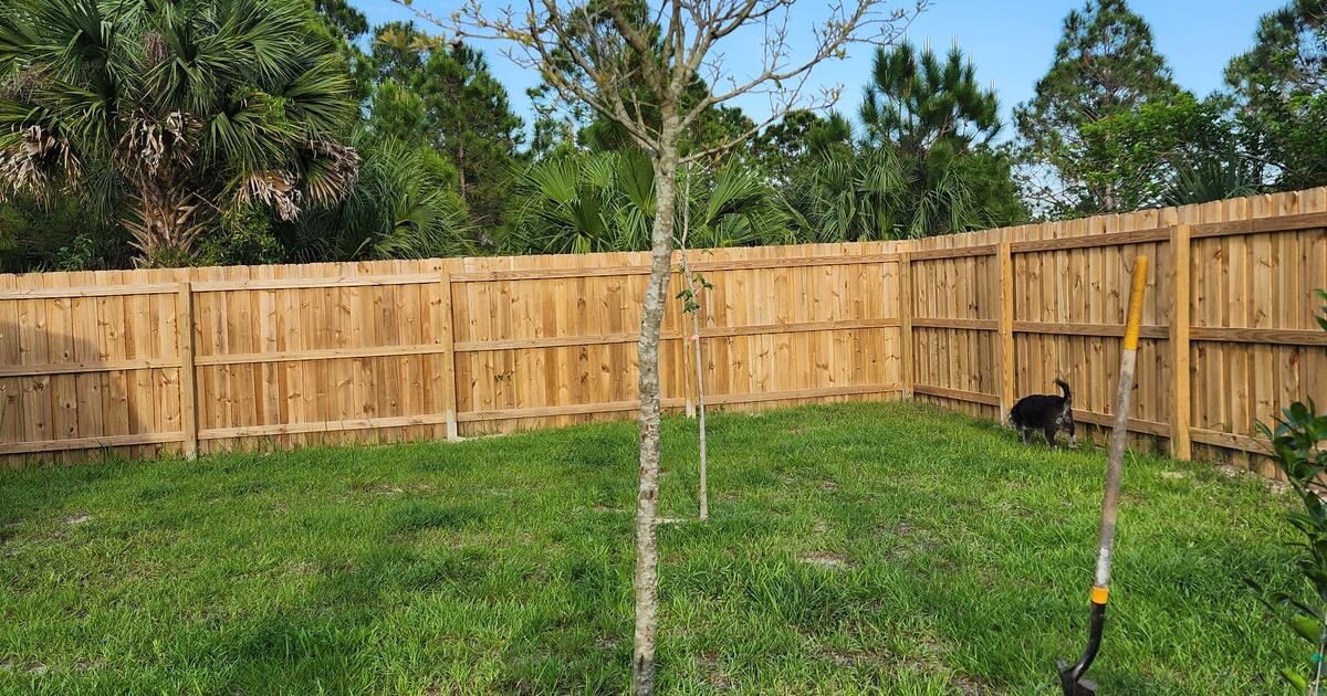 Live Oak and Red Maple Trees for Free in Palm Bay, FL Finds — Nextdoor