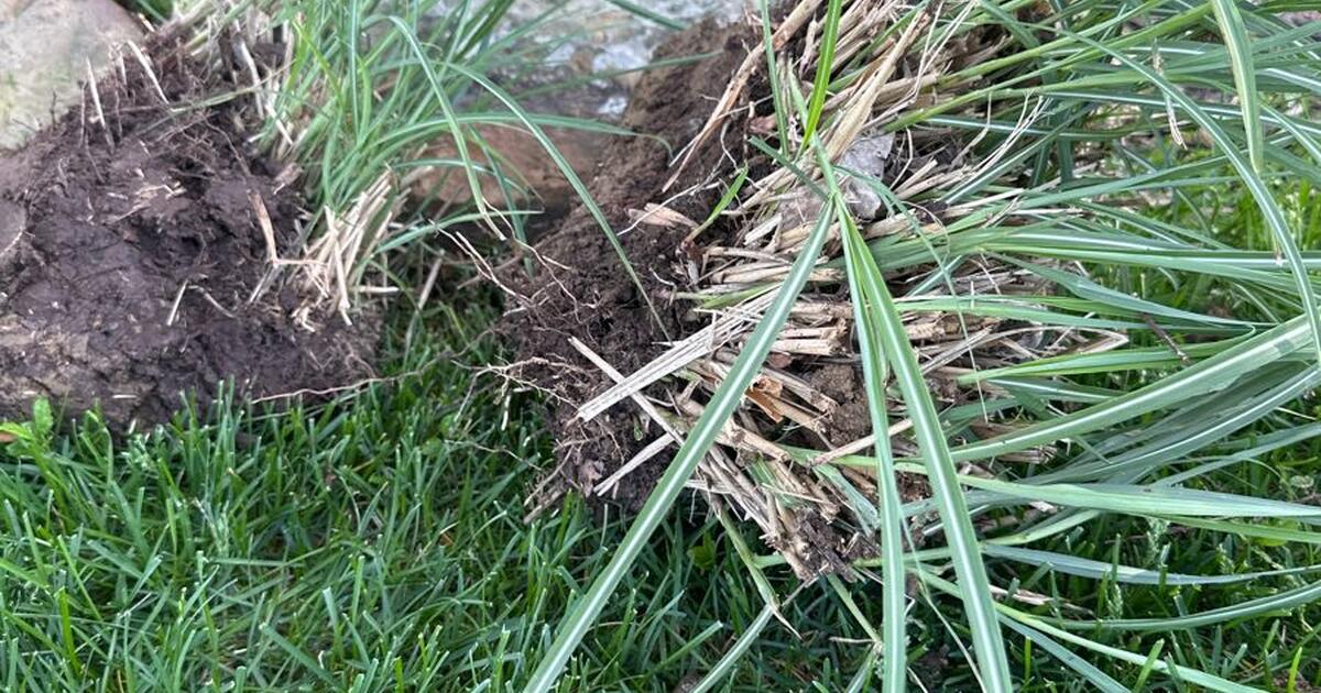 Ornamental Grasses for Free in Omaha, NE For Sale & Free — Nextdoor